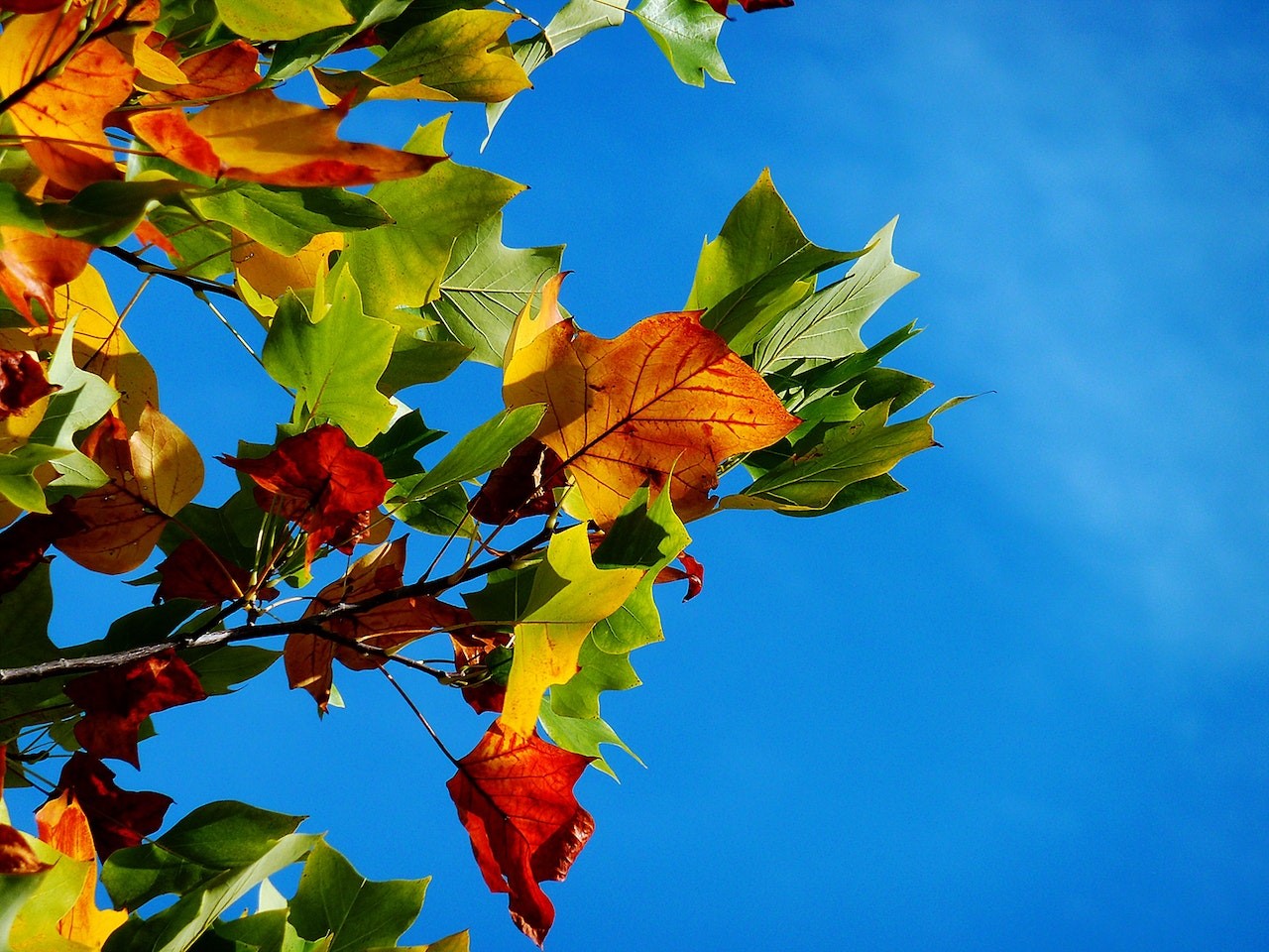 Herfstbladeren