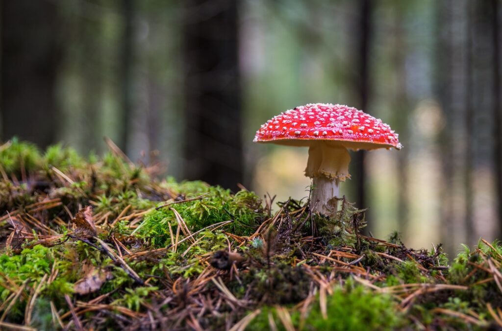 Herfstpaddestoel Pexels Photo by Egor Kamelev